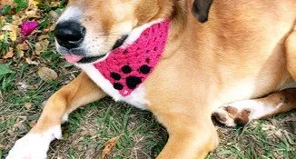 Bandana Pet em Crochê