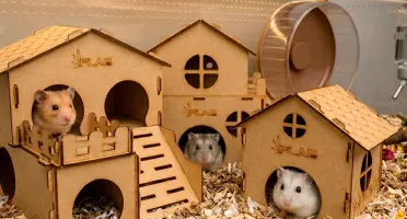 Kit 3 Casinhas Premium para Hamster - Flap Pet