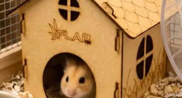 Casinha Simples para Hamster - Flap Pet