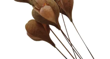 Rosa de Tefé (pacote com 10 unidades)