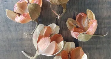 Rosa de Tefé (pacote com 10 unidades)