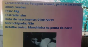 Kit Pet Personalizado com RG e Plaquinha
