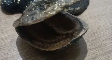 Pingente Artesanal de Jacarandá para Prosperidade