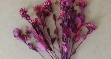 Flores secas - Chuvisco (10 unidades)