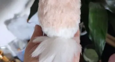 Miniatura Spitz - Amigurumi de Crochê com Feltragem