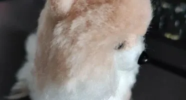 Miniatura Spitz - Amigurumi de Crochê com Feltragem