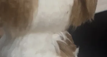 Shitzu em crochê