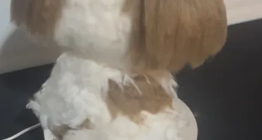 Shitzu em crochê