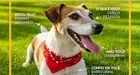 Ração Pedigree Nutrição Essencial Carne para Cães Adultos 15