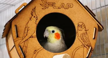 Casinha para Calopsita, Periquito e Agapornis - Flap Pet