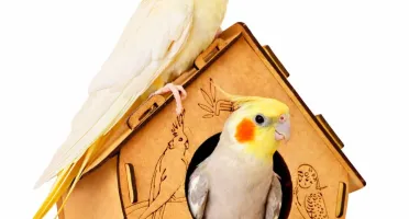 Casinha para Calopsita, Periquito e Agapornis - Flap Pet