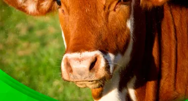 🌱📚 Ebook Veganismo Saúdavel 🌱📚
