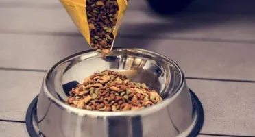 Doação comida para cães