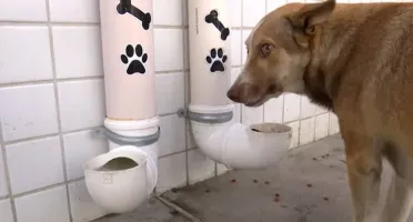 Doação comida para cães