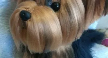 Cachorrinho Yorkshire - Amigurumi De Crochê