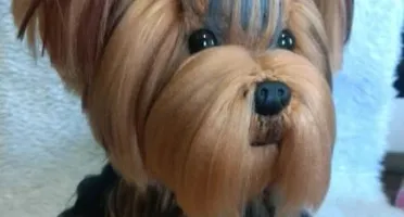 Cachorrinho Yorkshire - Amigurumi De Crochê