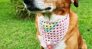 Bandana Pet em Crochê com Florzinhas