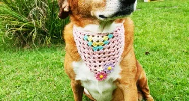 Bandana Pet em Crochê com Florzinhas