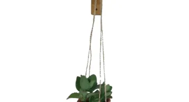 Cachepot regador terracota com suporte de parede