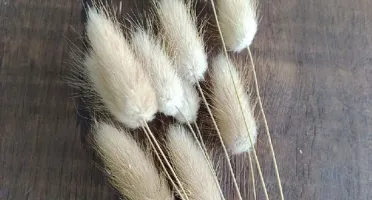 Patinha de Coelho Laguros - Pacote com 10 Hastes