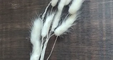 Patinha de Coelho Laguros - Pacote com 10 Hastes