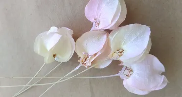 Haste Bougainville - Rosa Bebê