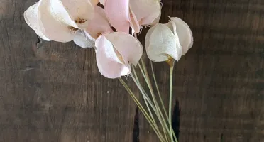 Haste Bougainville - Rosa Bebê