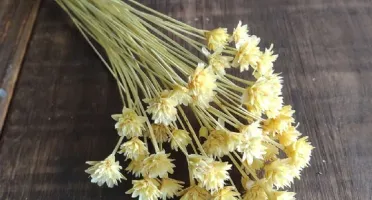 Flores Secas: Espeta Nariz com 36 unidades