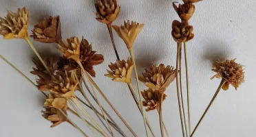 Flores Secas: Espeta Nariz com 36 unidades