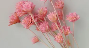Flores Secas: Espeta Nariz com 36 unidades