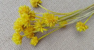 Flores Secas: Espeta Nariz com 36 unidades