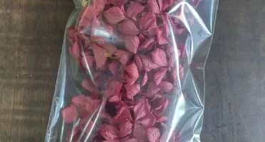 Mix Hortensias desidratadas no pacotinho