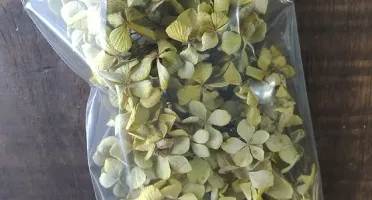 Mix Hortensias desidratadas no pacotinho
