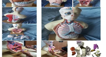 STL Para Impressão 3D - Anatomia Torso Humano