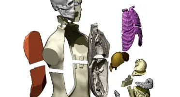 STL Para Impressão 3D - Anatomia Torso Humano