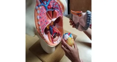 STL Para Impressão 3D - Anatomia Torso Humano