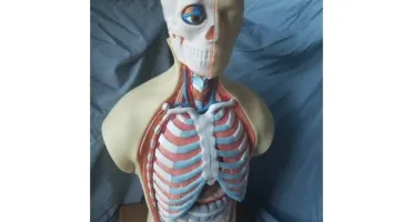 STL Para Impressão 3D - Anatomia Torso Humano