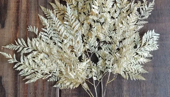 Samambaia Desidratadas - Renda Portuguesa