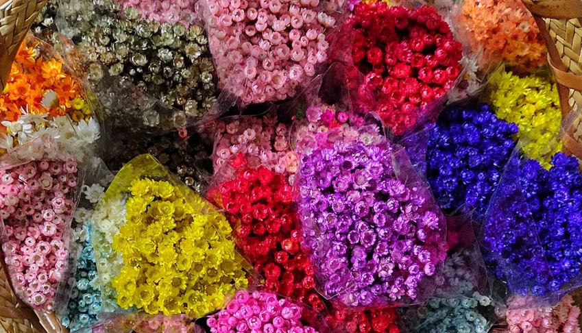 Flores Secas - Sempre Viva (maço com 200 florzinhas)