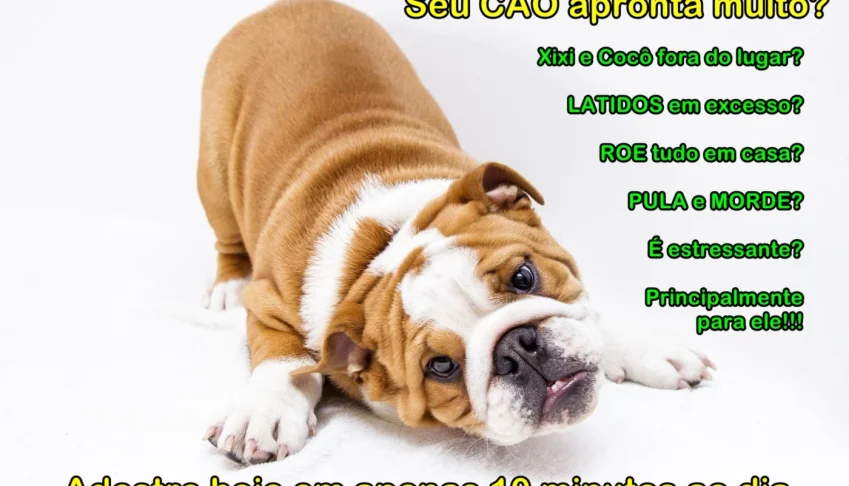 Adestramento de Pet