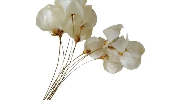 Haste Bougainville (10 unidades)