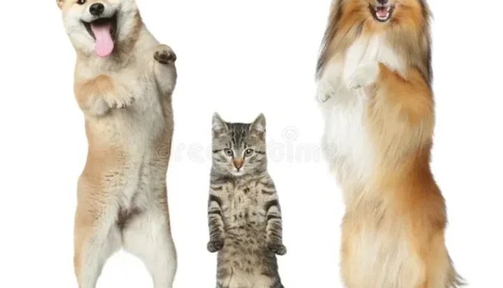 Pets Dançarinos Para Retenção Em Anúncios