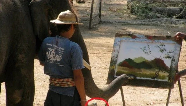 Por DFG: Instituto Elephant Nature Park