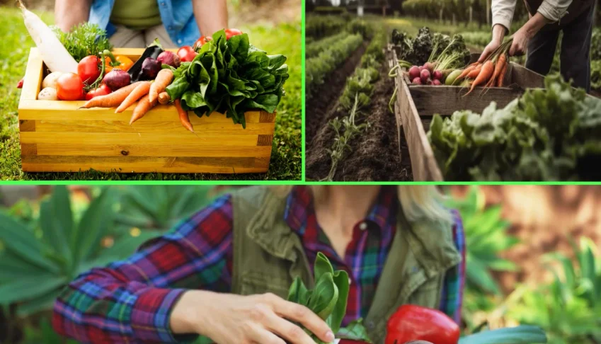 Novas tecnicas de Horta: projeto passo a passo