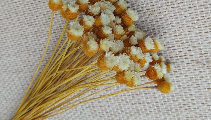 Flor Seca Jazida Natural - Maço com 35 Hastes