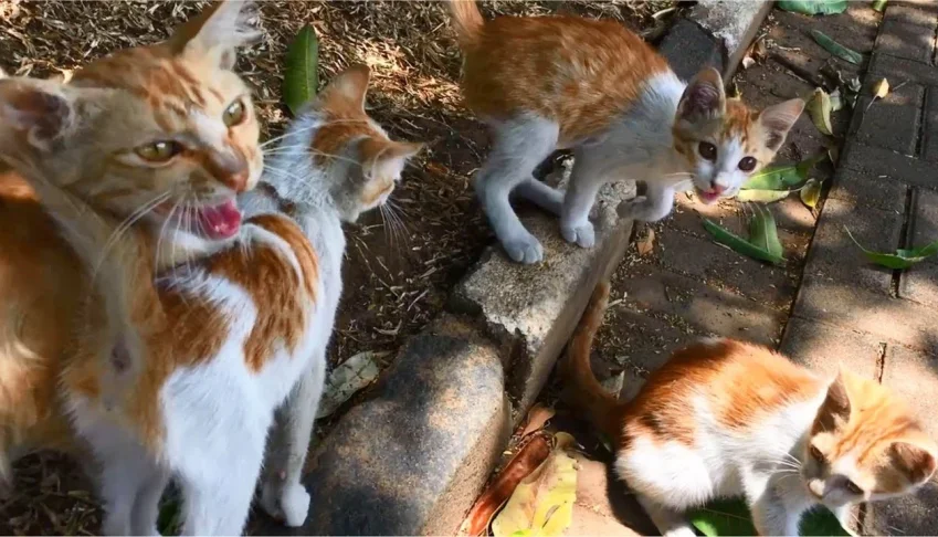 Doação(comida para gatos)