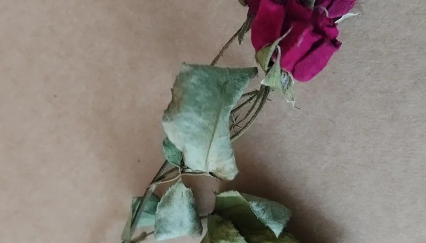 Mini rosas desidratadas - vermelhas
