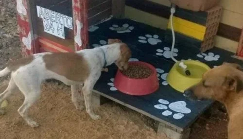 Doação para Ajudar Animais de Rua 🐾❤️