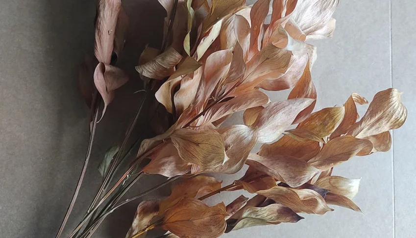 Ruscus Desidratados - Envelhecidos em tons de terracota