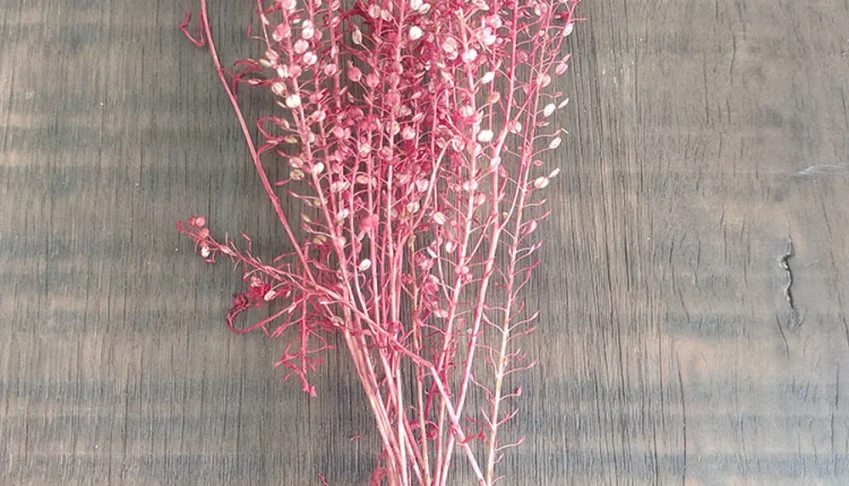 Galhos de Sementinhas de 15cm (20 unidades)